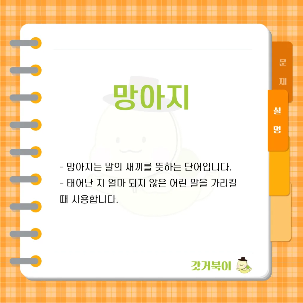 말의 새끼를 일컫는 단어는 무엇인가? 설명 이미지